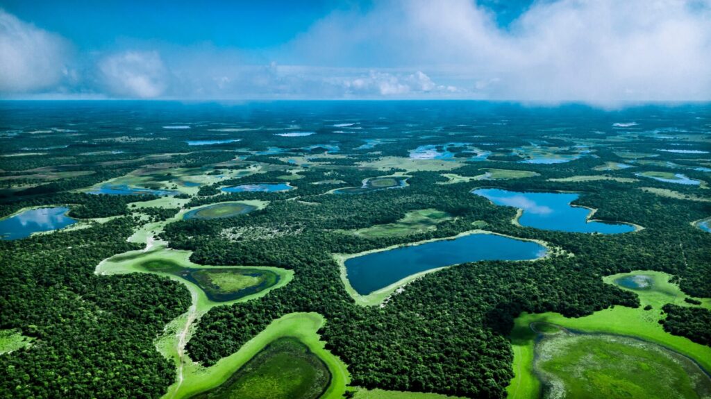 Le Pantanal possède une biodiversité unique. On y trouve plus de 4 700 animaux et plantes.