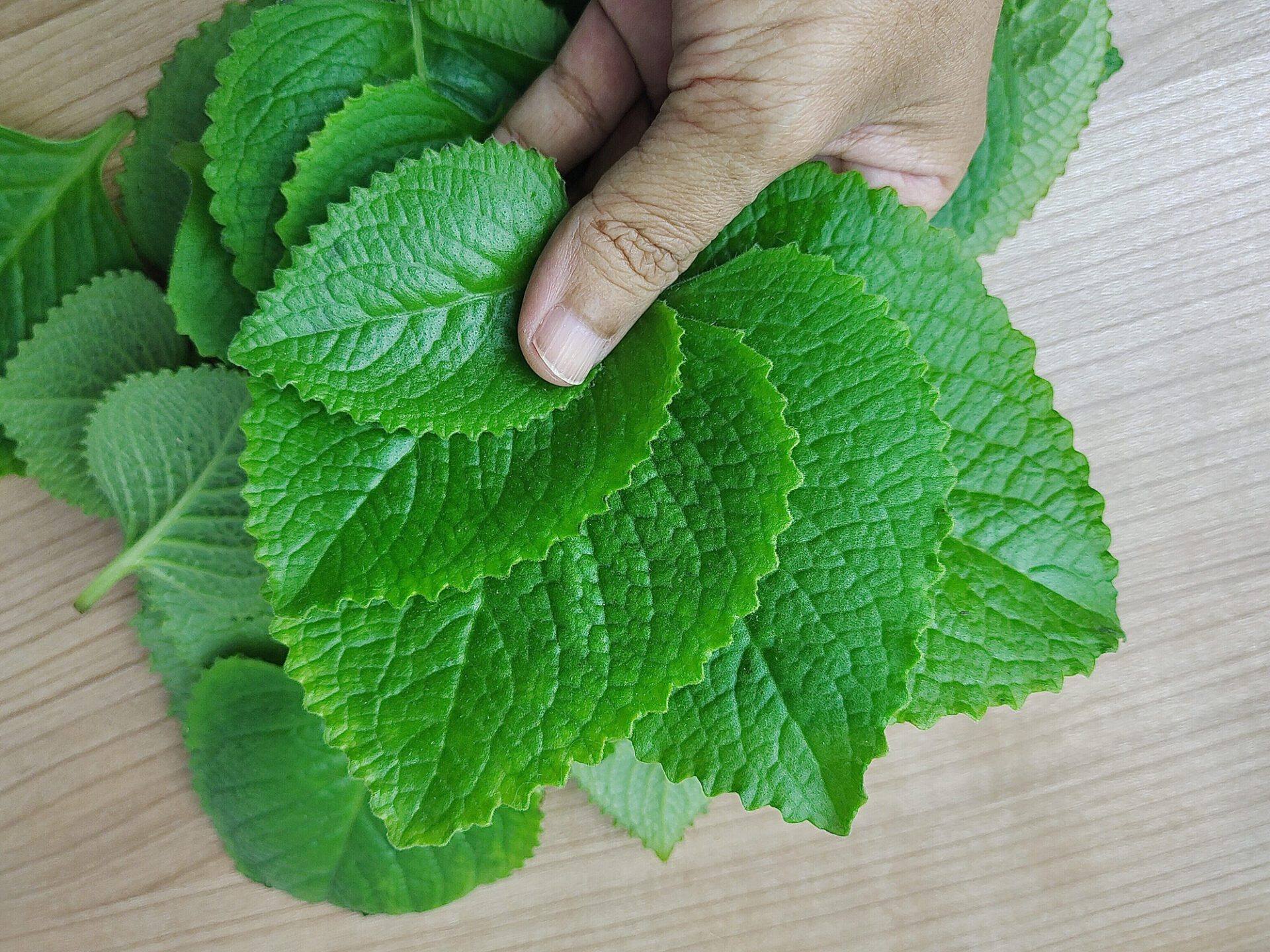 On peut faire du thé et du sirop à partir de la rime. On peut également l'ajouter aux salades. Mais ses feuilles ont aussi d'autres effets curatifs.