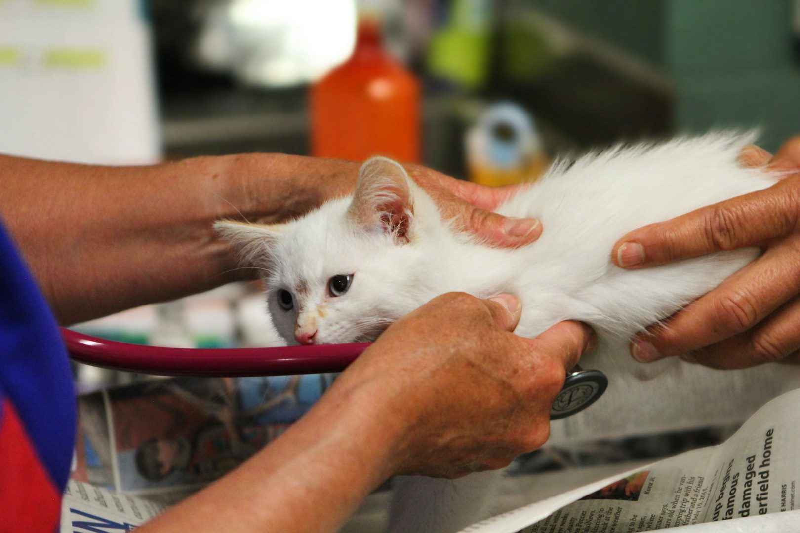 Si un chat tombe d'une grande hauteur, c'est très dangereux pour lui. Dans le meilleur des cas, vous vous retrouverez chez le vétérinaire avec lui.