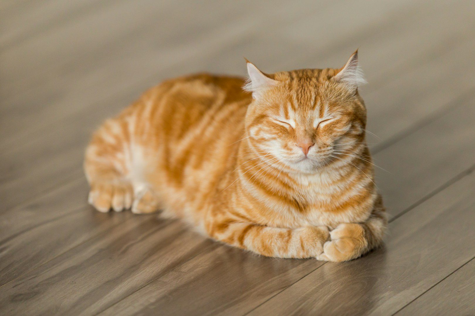 Si le chat vomit, vous savez au moins dans la plupart des cas ce qui le dérange. Mais s'il a des haut-le-cœur, c'est plus compliqué.