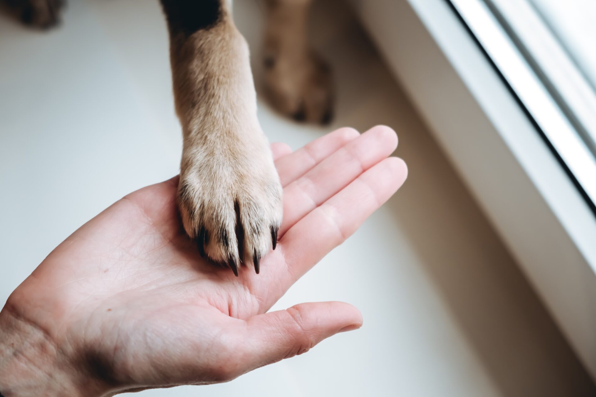 Lorsqu'un chien vous donne la patte, cela peut indiquer son bien-être, mais aussi des problèmes de santé.