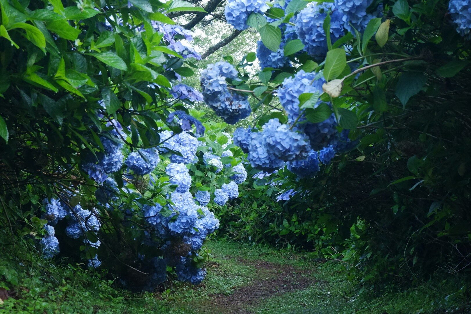 Les hortensias sont de belles plantes, mais ils ont besoin de soins appropriés. Si vous les entretenez bien après l'hiver, ils vous remercieront plus tard avec de belles fleurs.
