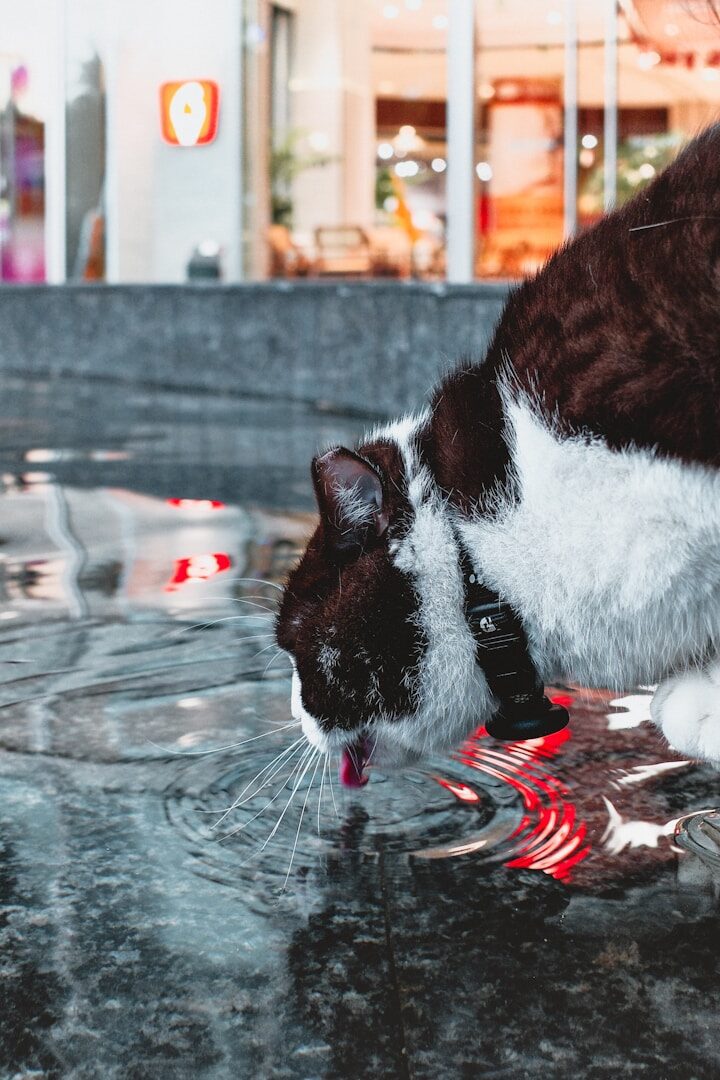 Votre chat boit-il dans les flaques d'eau alors qu'il a un bol d'eau à la maison ? C'est peut-être parce que la gamelle n'est pas placée au bon endroit.